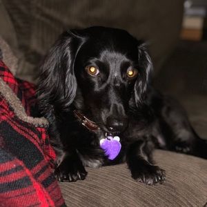 Meet your Posher, Dino